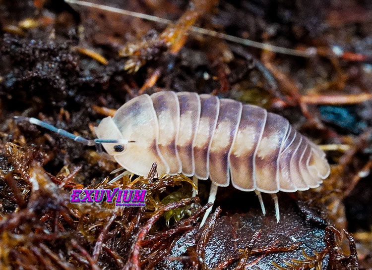 Cubaris spec Iceflower, isopods for sale, in stock, available