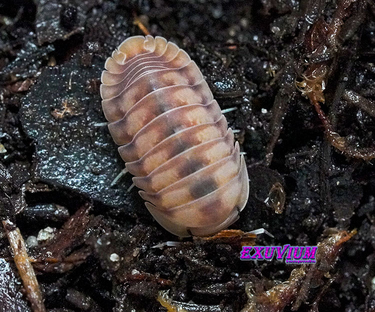 Cubaris spec Iceflower, isopods for sale, in stock, available