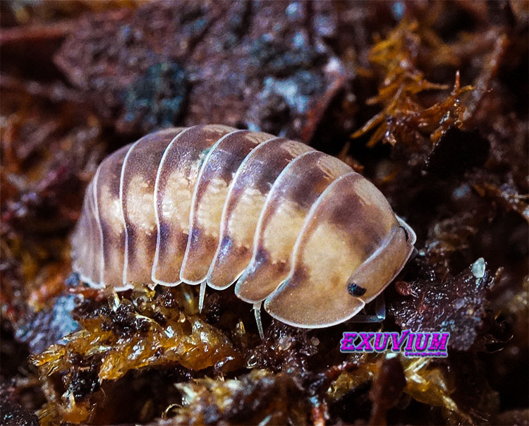 Cubaris spec Iceflower, isopods for sale, in stock, available