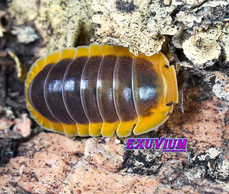 Cubaris spec Lemon Blue, Thai isopod, isopods for sale, in stock, available