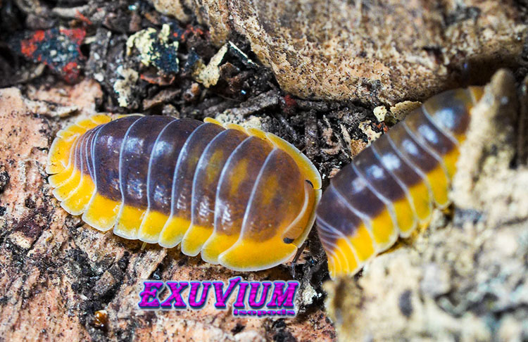 Cubaris spec Lemon Blue, Thai isopod, isopods for sale, in stock, available