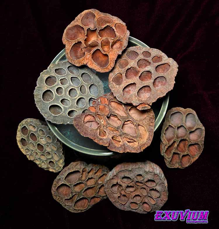A collection of naturally dried lotus pods, for your isopods, millipedes, roaches, resting on black background.
