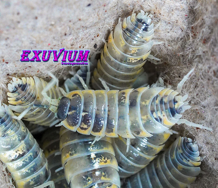 Porcellio ornatus Witch's Brew, isopods for sale, in stock, available