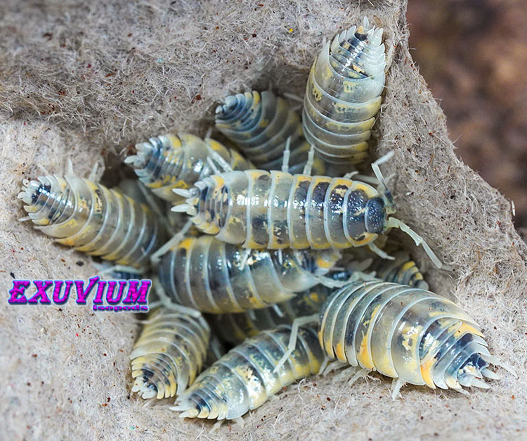 Porcellio ornatus Witch's Brew, isopods for sale, in stock, available