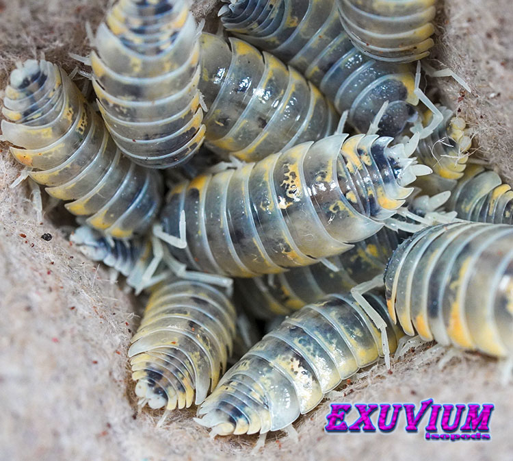 Porcellio ornatus Witch's Brew, isopods for sale, in stock, available