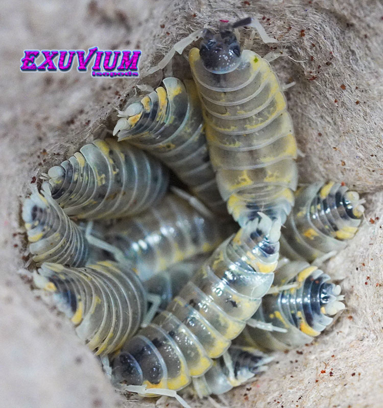 Porcellio ornatus Witch's Brew, isopods for sale, in stock, available