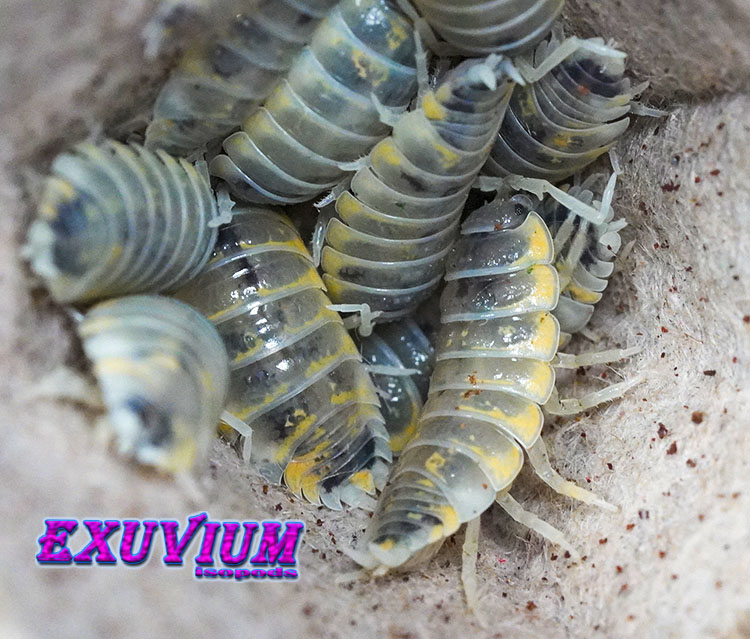 Porcellio ornatus Witch's Brew, isopods for sale, in stock, available