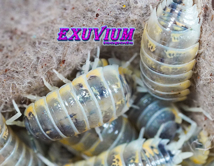 Porcellio ornatus Witch's Brew, isopods for sale, in stock, available