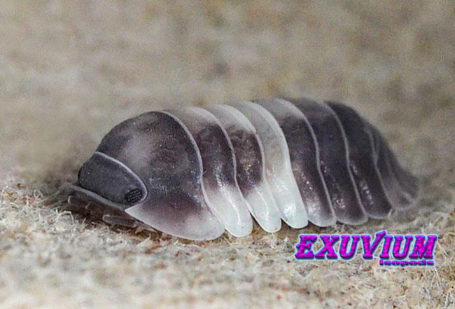 Cubaris spec Crazy Horse. In the photo is a single isopod viewed from the side.