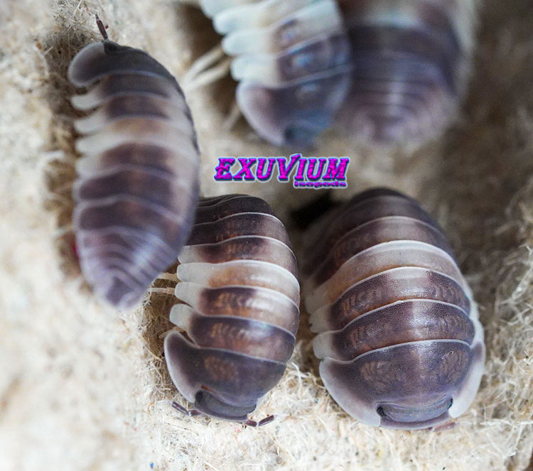 A group of Cubaris sp. 'Crazy Horse' isopods on a light substrate, highlighting the distinct calico color variation from dark charcoal to cream-colored segments.