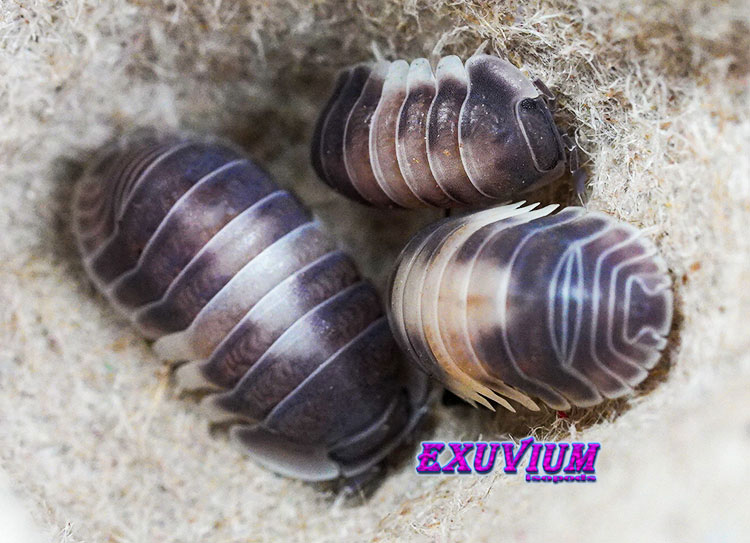 Close-up of three Cubaris sp. 'Crazy Horse' isopods, showcasing an individual with prominent warm brown and cream banding on its lower carapace.