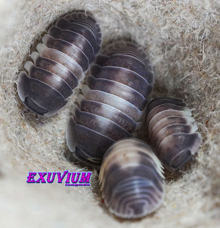 A cluster of four Cubaris sp. 'Crazy Horse' isopods huddled together inside a substrate depression, displaying their highly-domed, armored bodies.