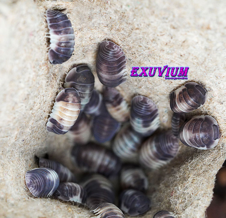 Several rare Cubaris sp. 'Crazy Horse' isopods exploring a textured, light-colored background, showcasing their distinct "duck face" head profiles and dark, multi-toned segments.