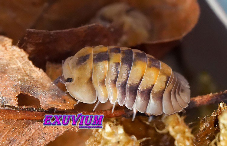 Close-up of a Cubaris sp. Opal isopod showing its stunning pastel honey and dark banded shell on a dry leaf.