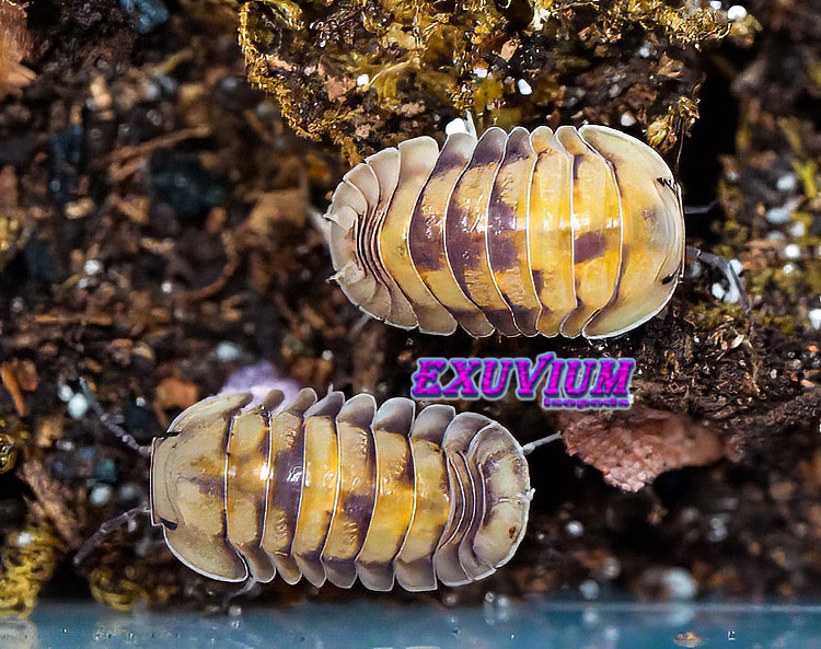 Top-down view of a pair of Cubaris sp. Opal isopods showing honey-colored shells on dark soil.