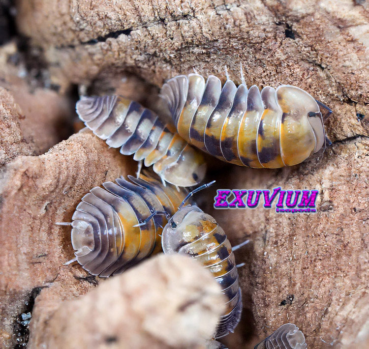 A small cluster of Cubaris sp. Opal isopods on a textured piece of cork bark.