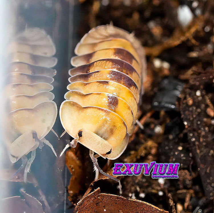 A single Cubaris sp. Opal isopod next to a terrarium enclosure wall.