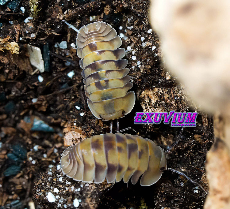 Overhead shot of two pastel Cubaris sp. Opal isopods navigating damp soil substrate.