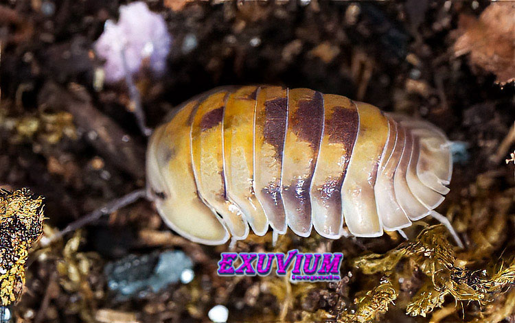 Close-up side profile of a single Cubaris sp. Opal isopod showcasing its translucent skirt edges.