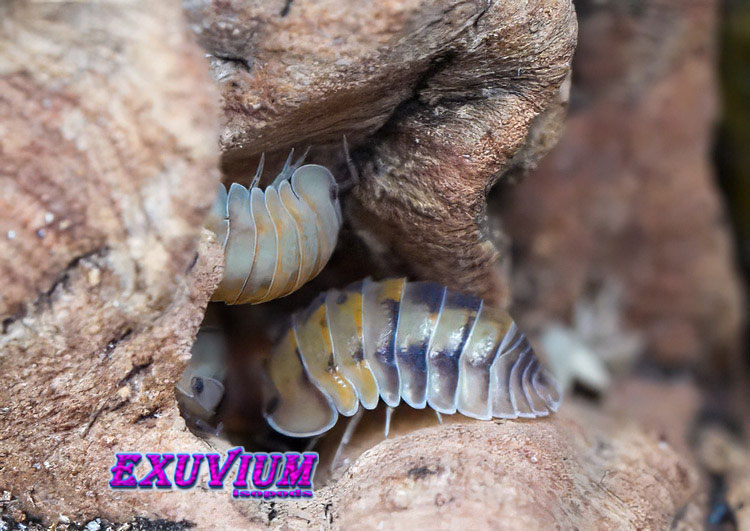 Cubaris sp. Opal isopods gathered and hiding inside a cork bark crevice.