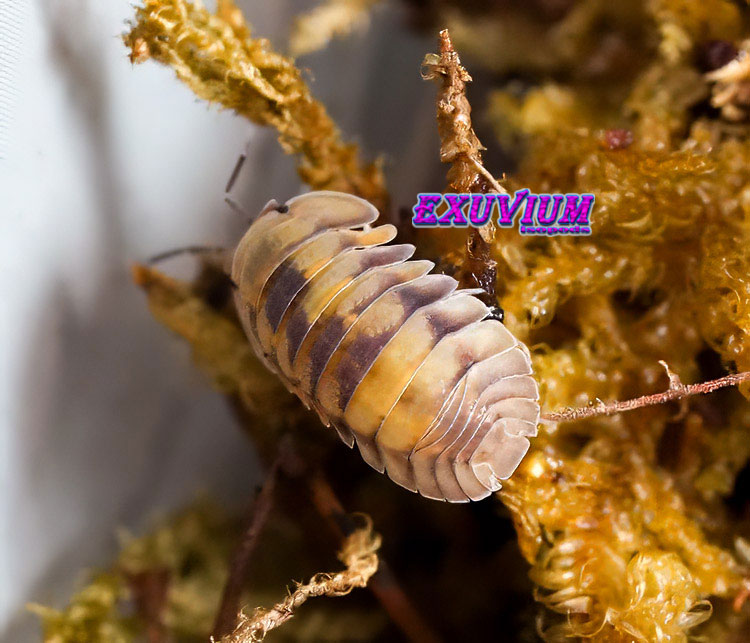 Detailed macro shot of a Cubaris sp. Opal isopod climbing across fluffy forest moss.