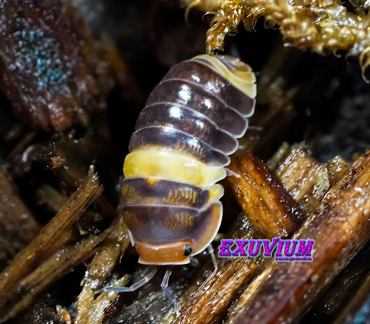 Close-up of a Cubaris sp. R13 Ducky isopod with an orange face and a bright yellow band across its dark body.
