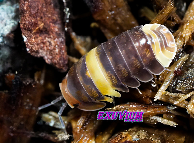 Angled top-down view of a Cubaris sp. R13 Ducky isopod on wet wood substrate.