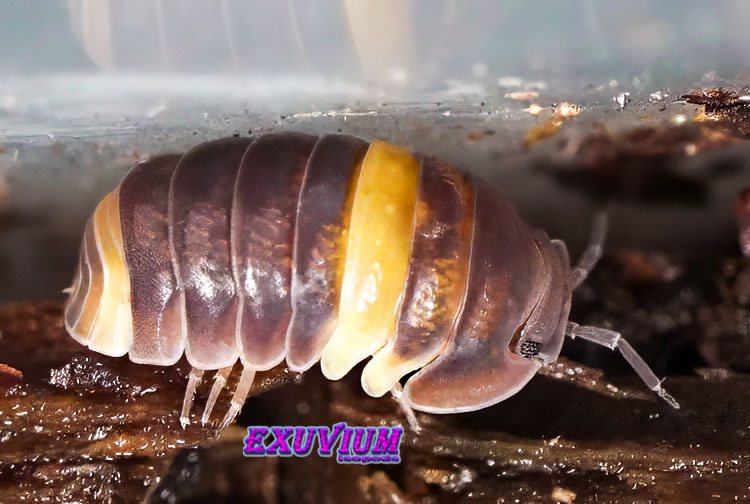 Side view macro shot of a Cubaris sp. R13 Ducky isopod showcasing its segmented dark shell and yellow band.