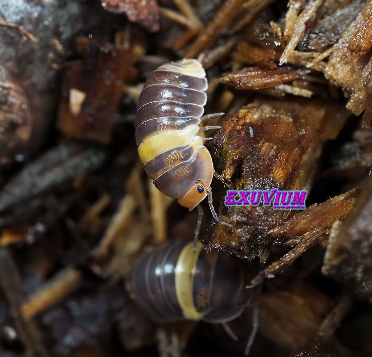 Two Cubaris sp. R13 Ducky isopods crawling together over a dark, textured forest floor substrate.