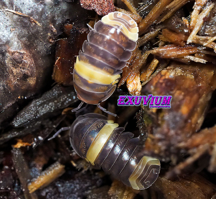 Overhead macro shot of a glossy Cubaris sp. R13 Ducky isopod navigating through damp wood chips and debris.