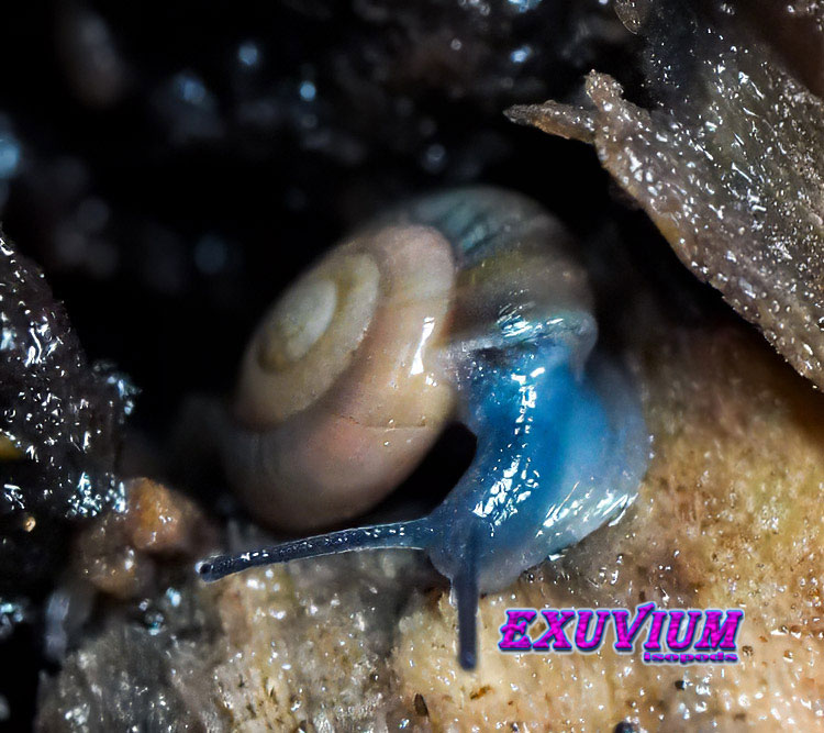 Macro close-up of an Oxychilus alliarius garlic snail showcasing its vibrant blue body and glossy amber shell.