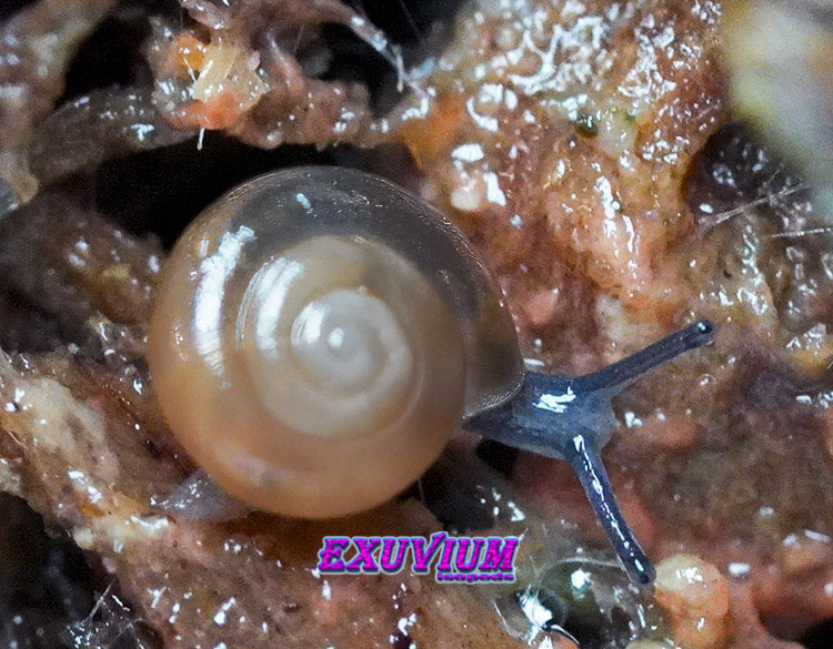 Top-down macro view of an Oxychilus alliarius garlic snail showing its spiraled amber shell and blue body.