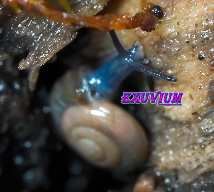Close-up of a blue-bodied Oxychilus alliarius garlic snail extending upward from a damp bark crevice.
