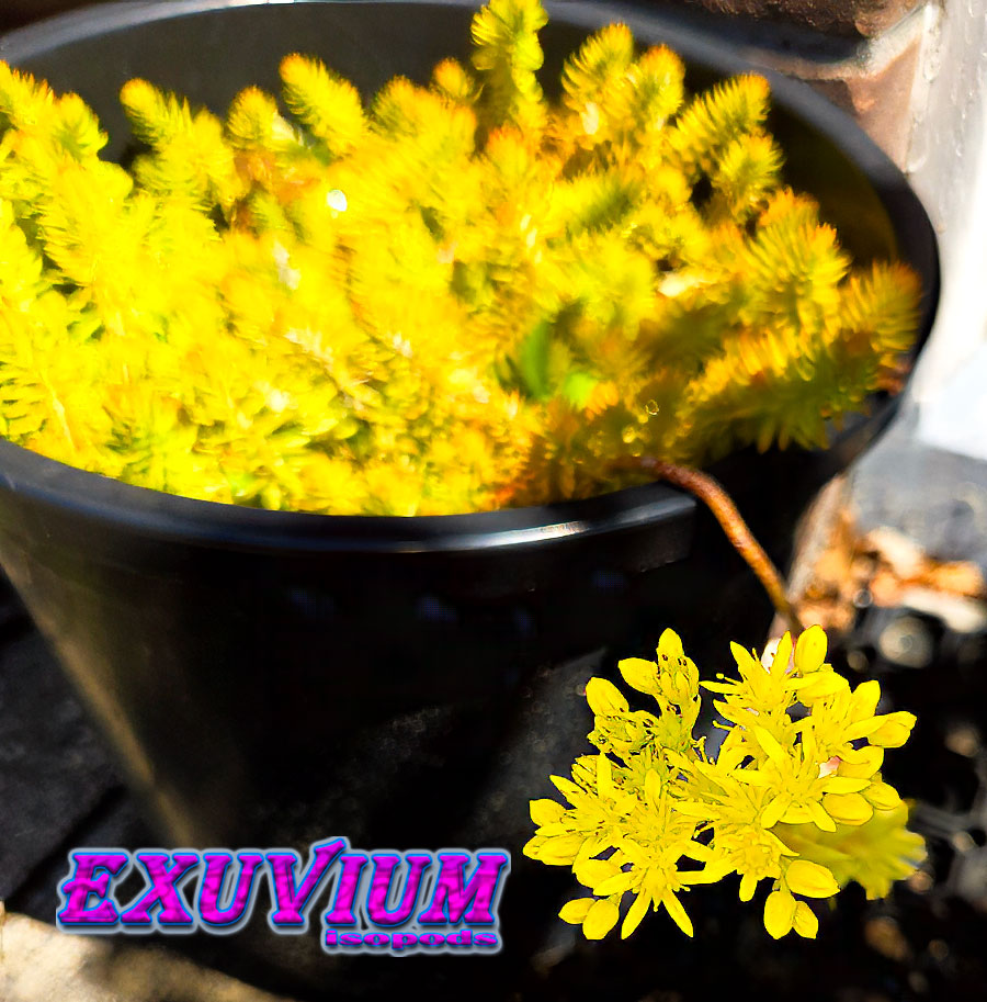 Petrosedum rupestre Angelina, Sedum rupestre Angelina, rooted cutting for sale
