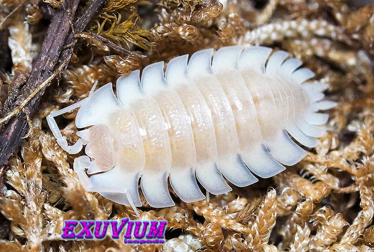 Close-up of a translucent white Trachelipus trilobatus Crystal isopod resting on yellowish-brown forest moss.