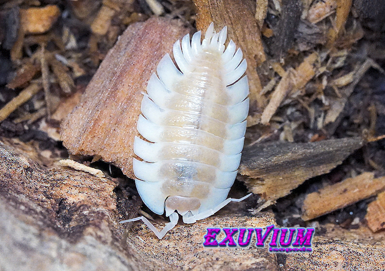 Top-down view of a single Trachelipus trilobatus Crystal isopod crawling over dry wood chips and bark fragments.