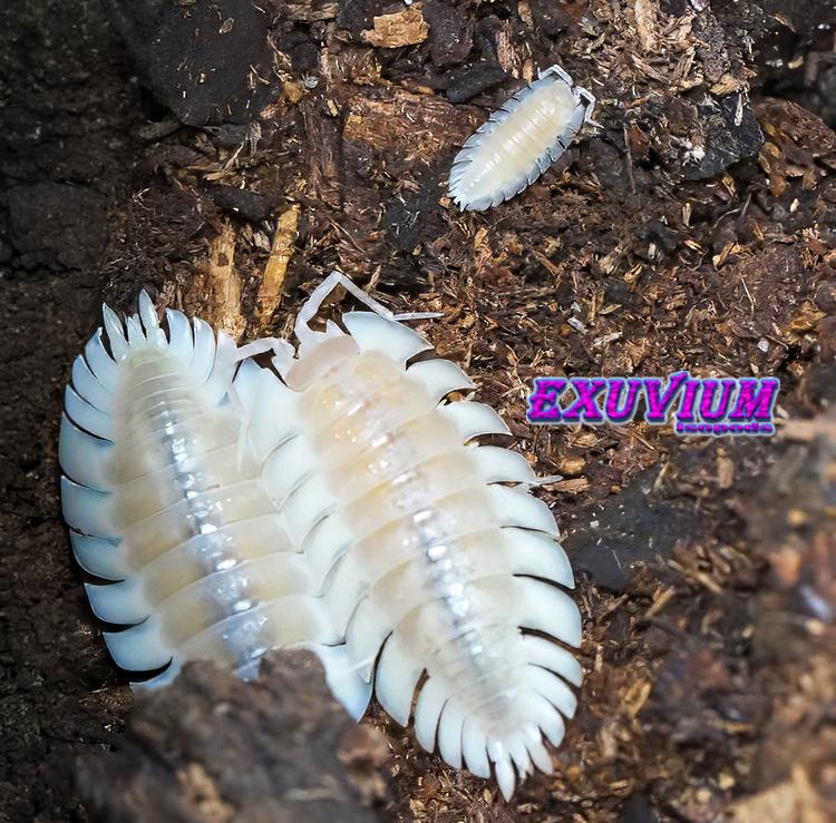 Two large adult Trachelipus trilobatus Crystal isopods huddled next to a smaller juvenile on dark soil substrate.