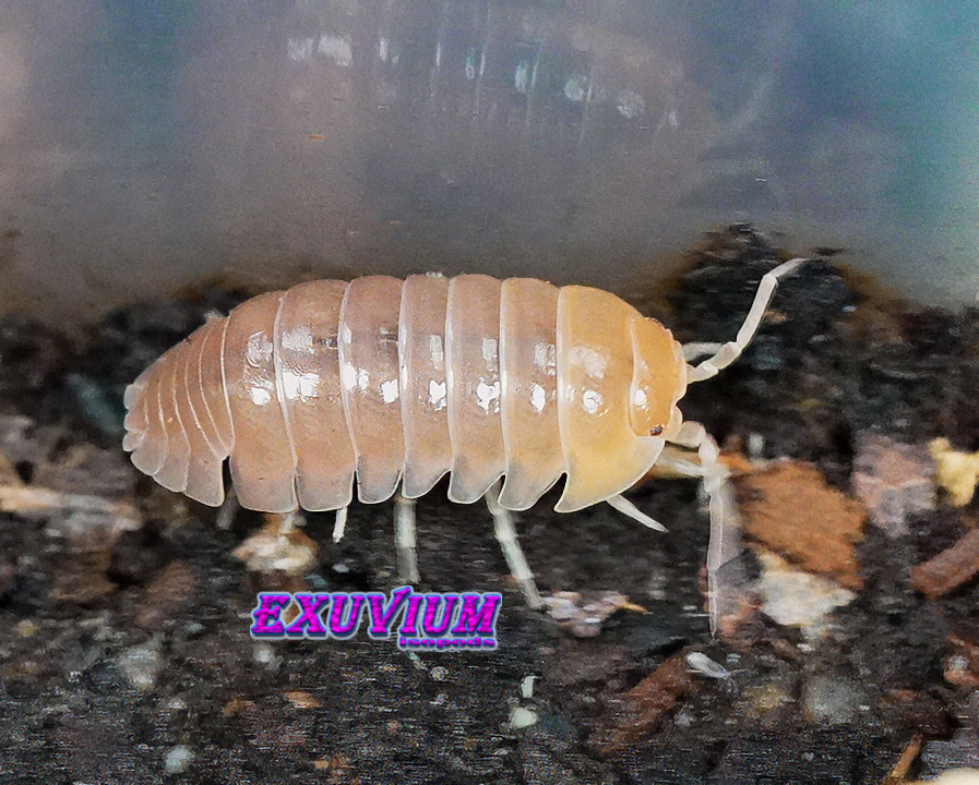 A close-up profile of the new Armadillidium flavoscutatum 'Ghost' morph, showcasing the world's first hypomelanistic mutation in this species.