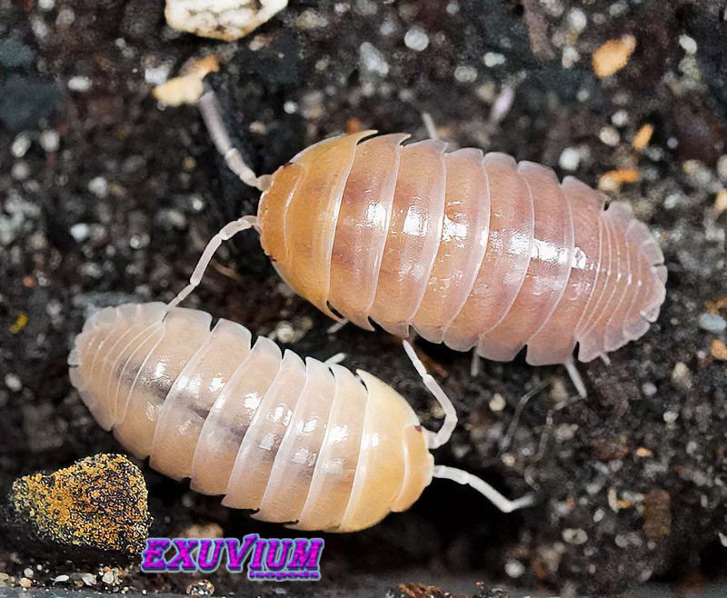 Two pale Armadillidium flavoscutatum 'Ghost' isopods resting side-by-side on dark soil.
