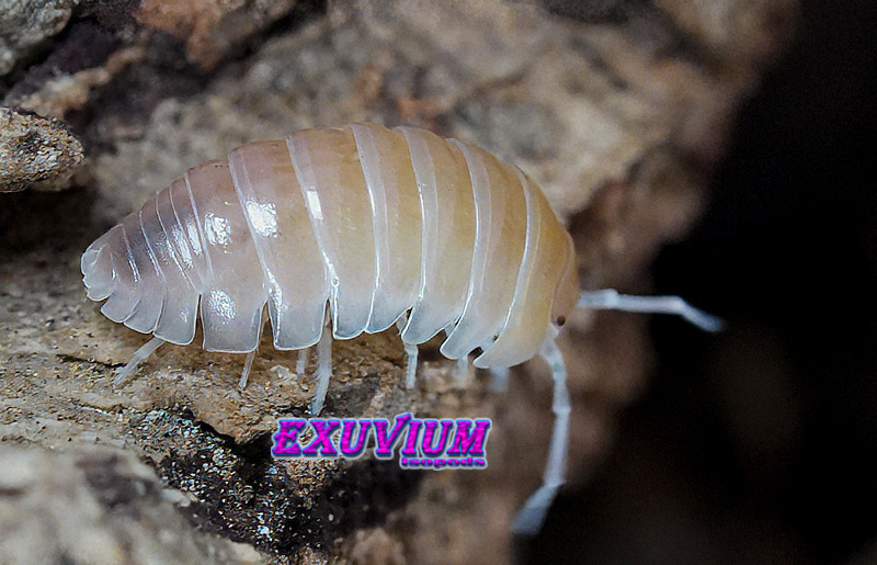 Side view of a hypomelanistic Armadillidium flavoscutatum 'Ghost' isopod walking across textured wood.