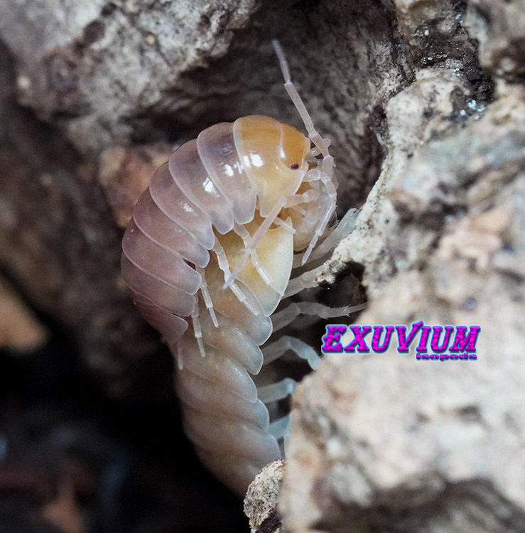 A stunning close-up of a breeding pair of Armadillidium flavoscutatum 'Ghost' isopods, showcasing the male riding on top of the female (mate guarding/amplexus) as they navigate vertically up a piece of rough cork bark.