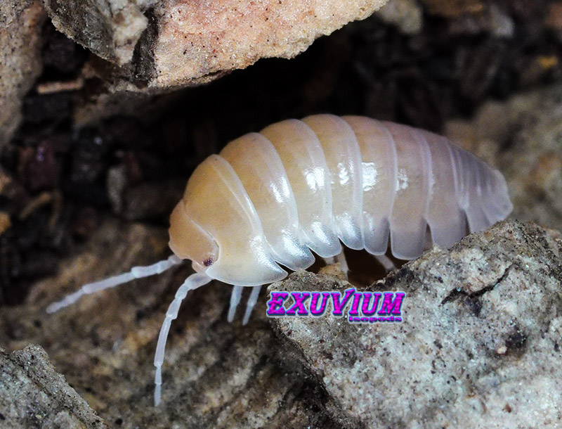 Close-up angled view of a translucent Armadillidium flavoscutatum 'Ghost' isopod navigating a piece of bark.