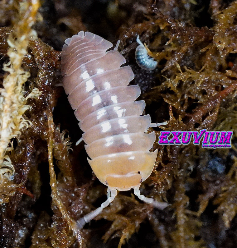 Top-down view of a pale Armadillidium flavoscutatum 'Ghost' isopod crawling over damp, brown sphagnum moss.