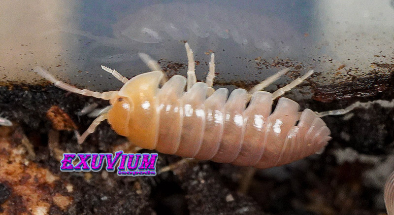 Macro side profile highlighting the pale, shell segments and legs of the hypomelanistic 'Ghost' isopod morph.