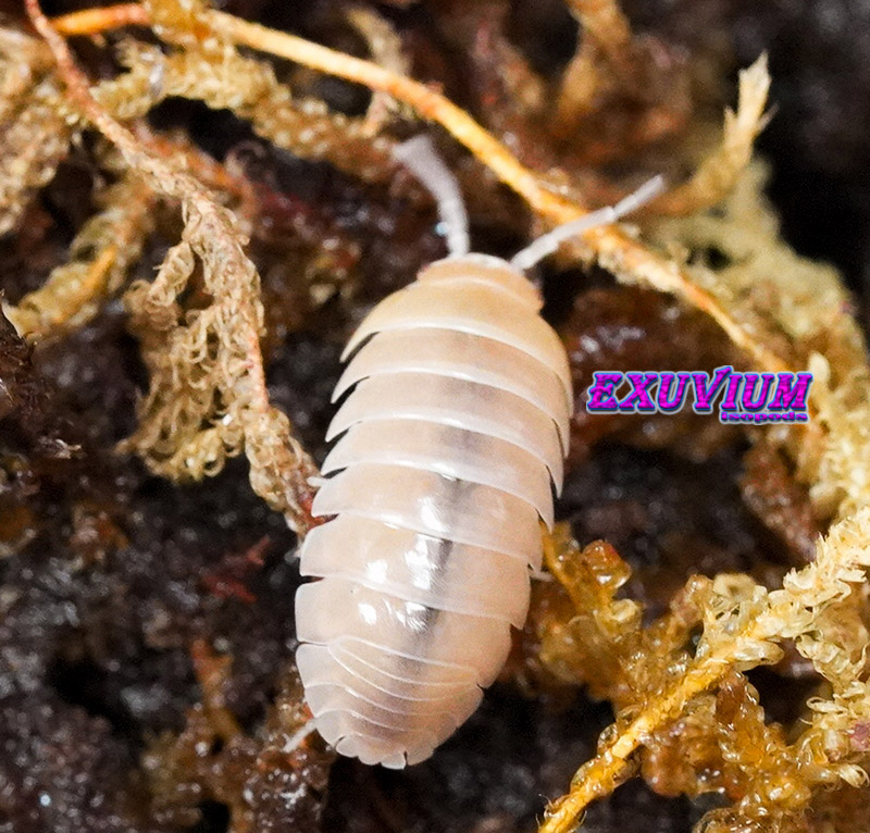 "Macro top-down shot of an Armadillidium flavoscutatum 'Ghost' isopod resting on golden sphagnum moss.