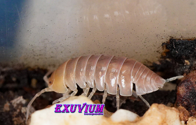 Side profile of a translucent Armadillidium flavoscutatum 'Ghost' isopod moving across light-colored stones and substrate.