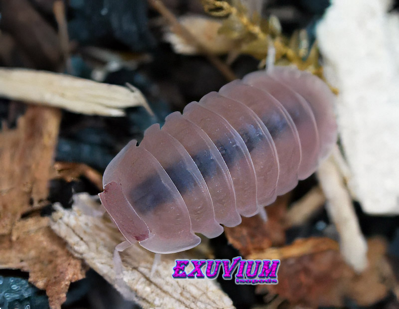 Macro shot of a brightly colored Cubaris murina Papaya isopod crawling over substrate with white rotten wood and moss.