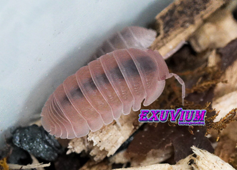 Close-up of a peachy-pink Cubaris murina Papaya isopod showing its dark dorsal stripe and walking on wood chips.