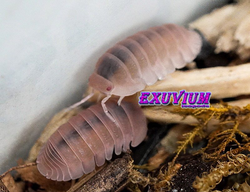 Two pinkish Cubaris murina Papaya isopods crawling together over dry wood substrate and moss.