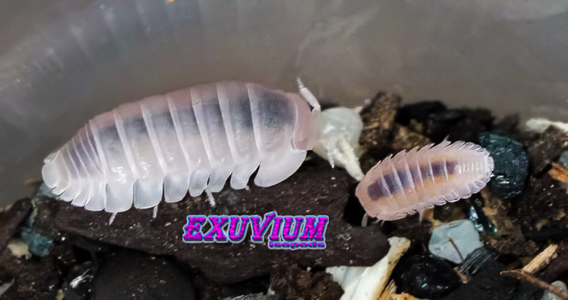Side view of a translucent pink Cubaris murina Papaya isopod next to a smaller isopod on dark soil.